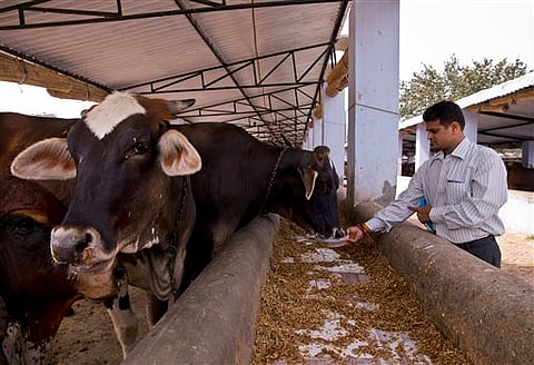 In this April 2, 2015 photo, a devout Hindu Rajeev Sharma feeds cows at a shelter for cows in New Delhi, India. Cows have traditionally been revered in India as Hindus consider the animal sacred. As a resurgent Hindu majority pushes for a nationwide ban o
