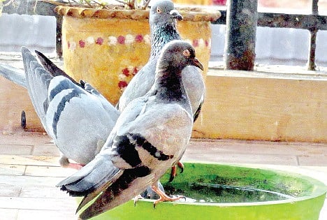 60 Per Cent Decline in Bird Species in Vizag Post-Hudhud