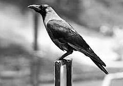 The Wild Ones Need Us 