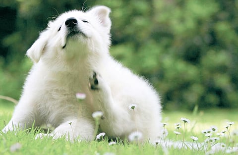 Don't Mess with Furry Allergies, Consult a Vet