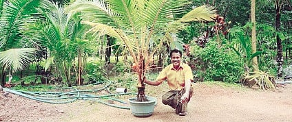 These 'Bonsai Coconut' Trees Made Him Stand Tall as a Farmer