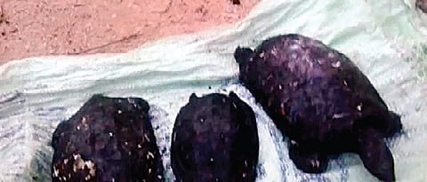 Poaching, Demand for Meat Threaten Endangered Tortoises in Mandya District