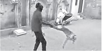 Supporting Animal Freedom