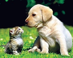 Belief can be a Dangerous Weapon