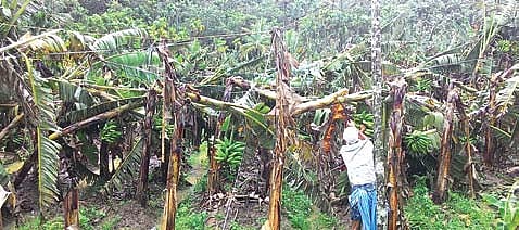 52 Houses Damaged, Crops Destroyed in Heavy Rain