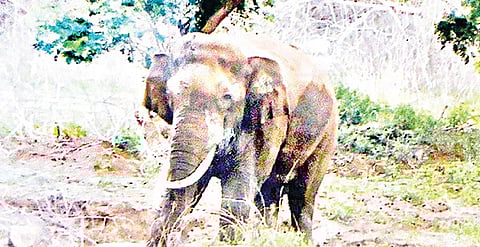 Lone Tusker Turns 'Forest Guard' at Jawadhu