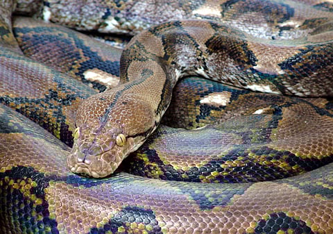 A huge Indian Reticulated Python, which is one of the endangered species in the list of endangered species captive breeding programme list, in the Chennai Snake Park - Express Photo by D Sampath Kumar. 