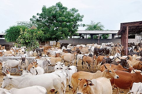 Cess for Cow Care in Punjab