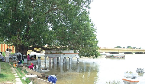 Do Give a Fig About Peepal