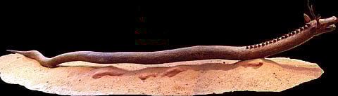 Delhi Exhibition Showcases Manipur's Mythical Giant Snake Poubi Lai