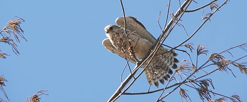 Not a Plane or Superman, It's A Kestrel