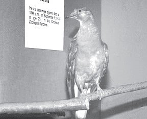 Remembering Martha and her Lost Kin 