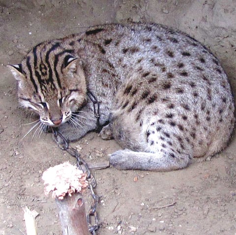 A Mysterious Wily Kitten