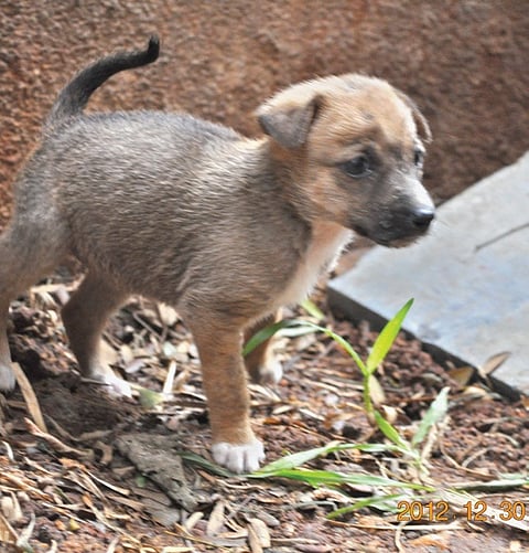 Adopt A Pup At the Mall