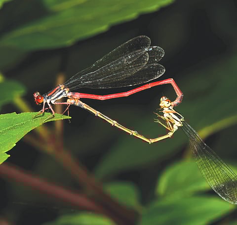 Dainty Damselflieson a Date