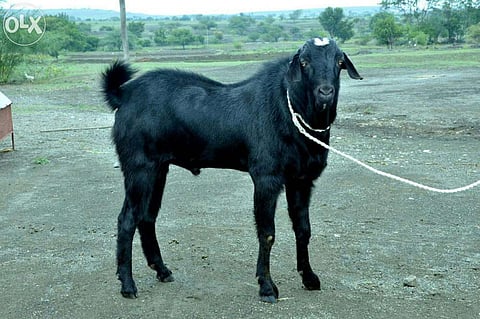 With Bakrid round the corner sacrificial goats for sale, priced as high as five lakhs up for Sale on Quickr, OLX. (EPS)