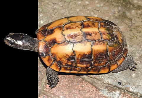 The Hill Turtle that Lost Its Way