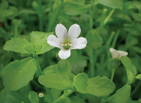 Brahmi: Panacea for All Your Memory Maladies