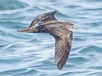 Endangered Sea Bird Spotted off Kochi Coast