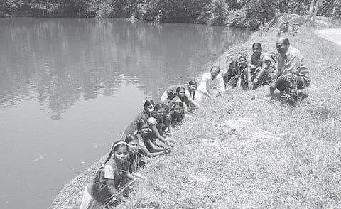 Vetiver Plants to Prevent Soil Erosion