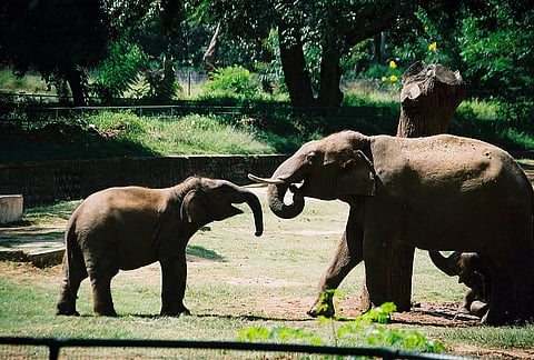 Asiatic Elephants at the Mysore Zoo. 