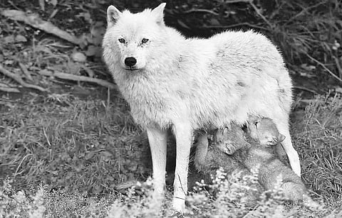 God Provides for all Souls in this World