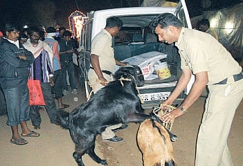 Cops Keep Hawk's Eye, Ensure No Animal Sacrifice at Siddappaji Jatra 
