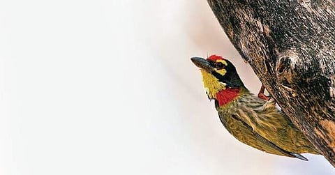 State coffee plantations are home to 204 bird species
