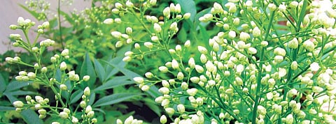 Five patches of sensory gardens to up the mojo of all senses