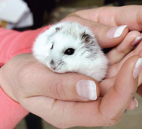 Pet hamster | File Photo