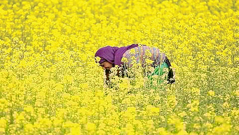 Farmer in a mustard field. | File Photo