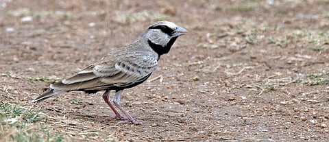 A sparrow-lark, a bird belonging to the lark family, takes a leisurely stroll. (Photo | EPS)