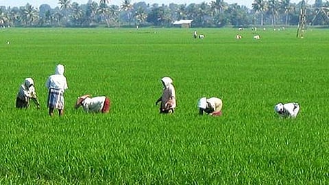 Paddy fields in India