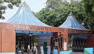 Nehru Zoological Park. | Express Photo Service