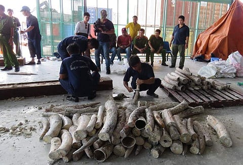 This picture taken on October 26, 2016 shows workers removing seized ivory hidden in timber as policemen and officials look on at Cat Lai port in Ho Chi Minh City.  | AFP