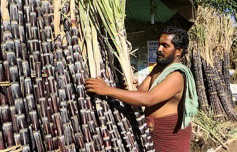 A man arranging sugarcane brought from Salem as part of the Navarathri celebration at Palayam market in Kozhikode (TP Sooraj|EPS)