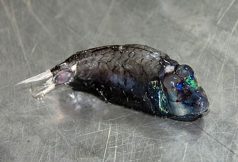 In this photo by the National Oceanic and Atmospheric Administration, a spookfish that was found off the coast of Hawaii's Big Island is shown. (Photo | AP)