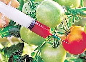 PMO props up states on GM crops
