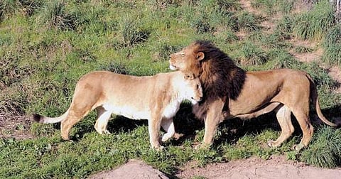 Lions at Gir wildlife sanctuary