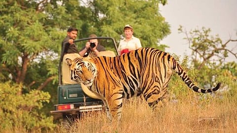 India plans to add ten more tiger reserves: Official