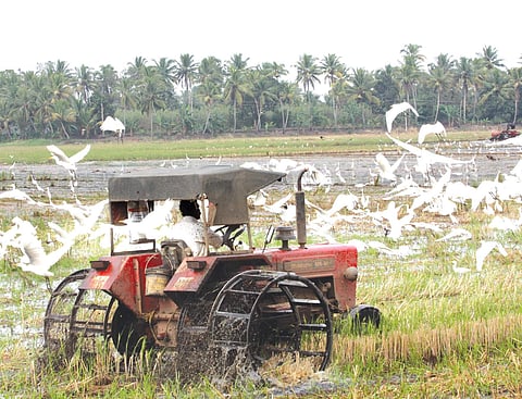 White cranes flying while a farmer ploughs his paddy fields close to the avian influenza affected Kelakkari-Vavakkad paddy fields in Maniyaparamb in Arppookkara. The presence of white cranes increases