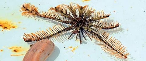 A marine species, Sea Lilly, was shown to students during their feild visit to VUDA Park in Visakhapatnam on Friday | RVK Rao