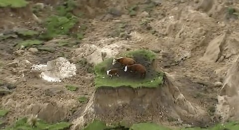 In this image made from video, three cows are stranded on an island of grass in a paddock that had been ripped apart following an earthquake near Kaikoura, New Zealand Monday, Nov. 14, 2016. | AP