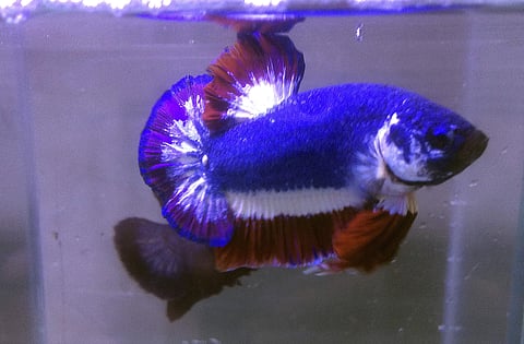 Thailand Flag Fish