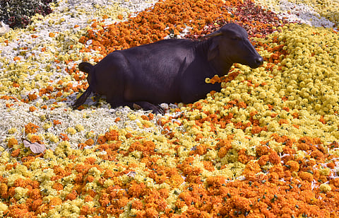 A buffalo taking rest on Thrown away flowers by flower vendors at Gudi Malkapur flower market due to lack of consumers. (EPS | Vinay Madapu)