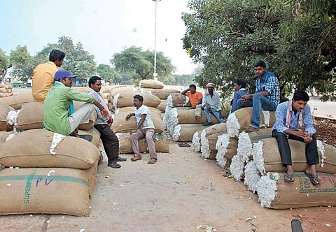 Farmers waiting to sell cotton to traders at Enumamula market yard in Warangal on Thursday  | Express