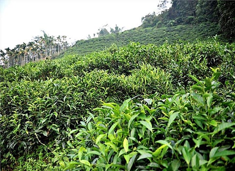 assam_tea