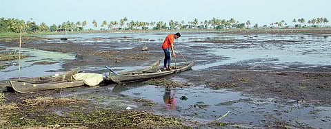 Methran Kayal field at Kumarakam all set for paddy cultivation | RAJEEV PRASAD