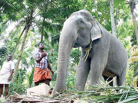 Chenkalloor Dakshayani, the 86-year-old elephant owned by the Travancore Devaswom Board  | kaviyoor santhosh