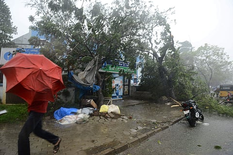 Fallen trees in Ambattur as Cyclone Vardah makes landfall. | EPS